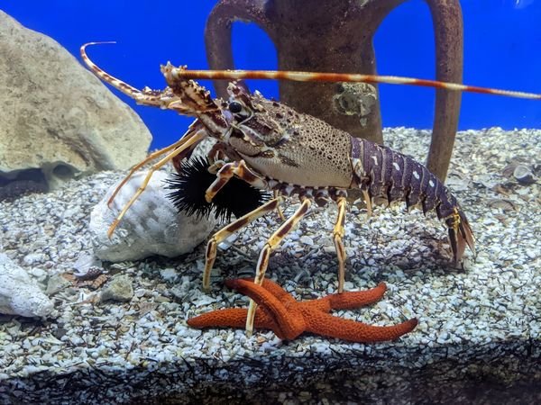 Aquarium Aquaworld et Centre de Sauvetage des Reptiles